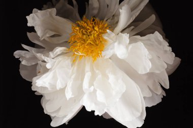 yakın çekim Şakayık siyah arka plan üzerine