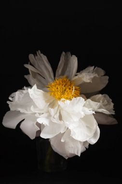 yakın çekim Şakayık siyah arka plan üzerine