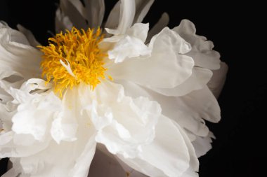 yakın çekim Şakayık siyah arka plan üzerine