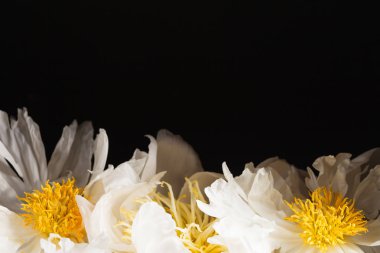 siyah arka plan üzerine Peonies yakın çekim
