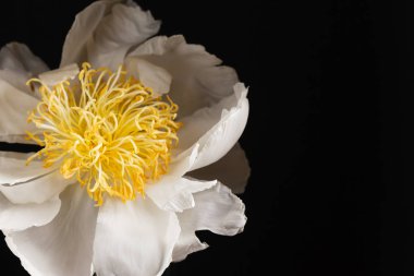 yakın çekim Şakayık siyah arka plan üzerine