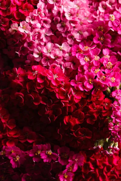 Bright Fresh Yarrow Flowers Close — Stock Photo, Image