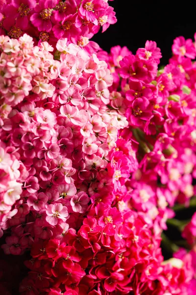 Ljusa Fräscha Yarrow Blommor Närbild — Stockfoto