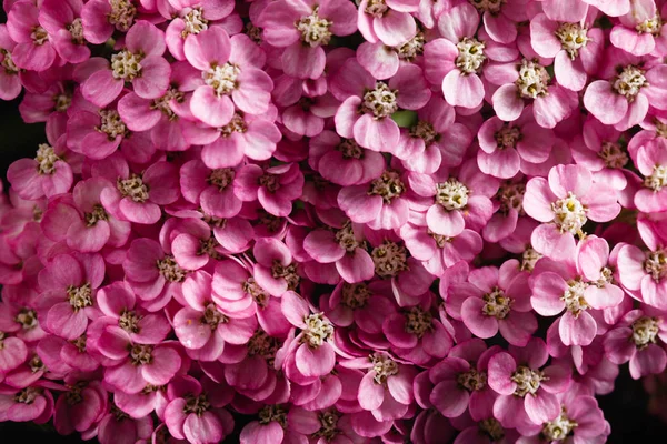 Ljusa Fräscha Yarrow Blommor Närbild — Stockfoto