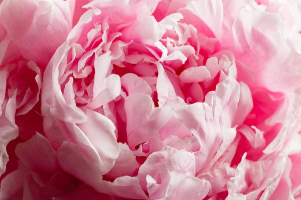Fleur Pivoine Rose Gros Plan — Photo