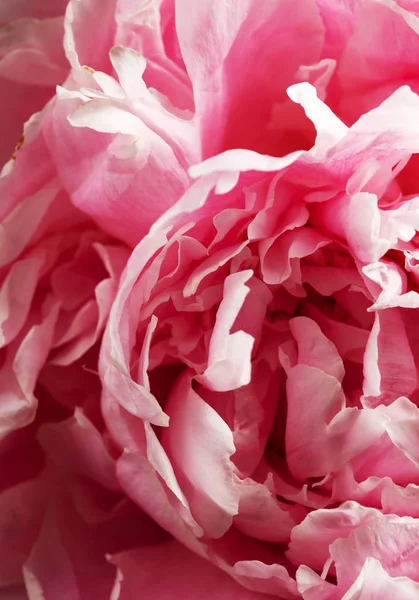 Pink Pæon Blomst Nærbillede - Stock-foto