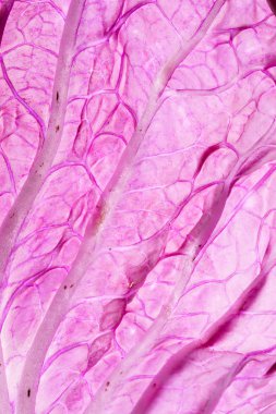 taze Çince lahana mor, yakın çekim