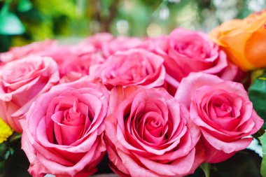 pembe taze gül yakın çekim