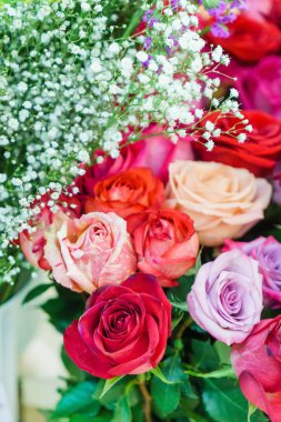 parlak taze gül, yakın çekim