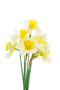 taze nergis çiçek, yakın çekim