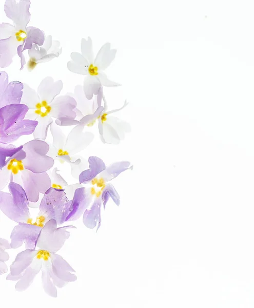 Nice Spring Flowers White Close — Stock Photo, Image