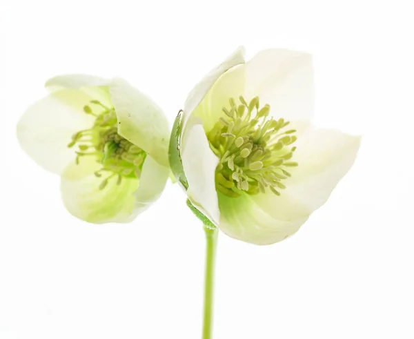 Ciemiernik Kwiat Białym Tle Bliska — Zdjęcie stockowe