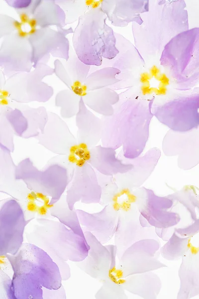 Гарні Весняні Квіти Білому Крупним Планом — стокове фото
