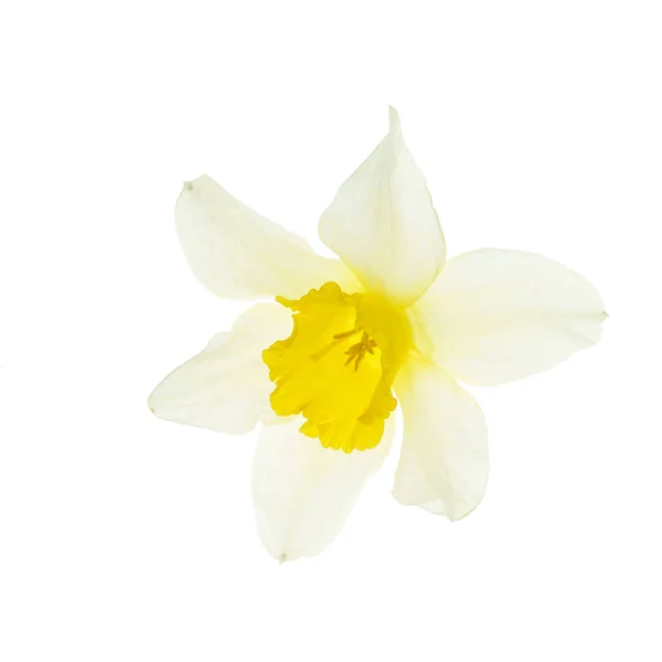 Verse Narcissus Bloem Close — Stockfoto