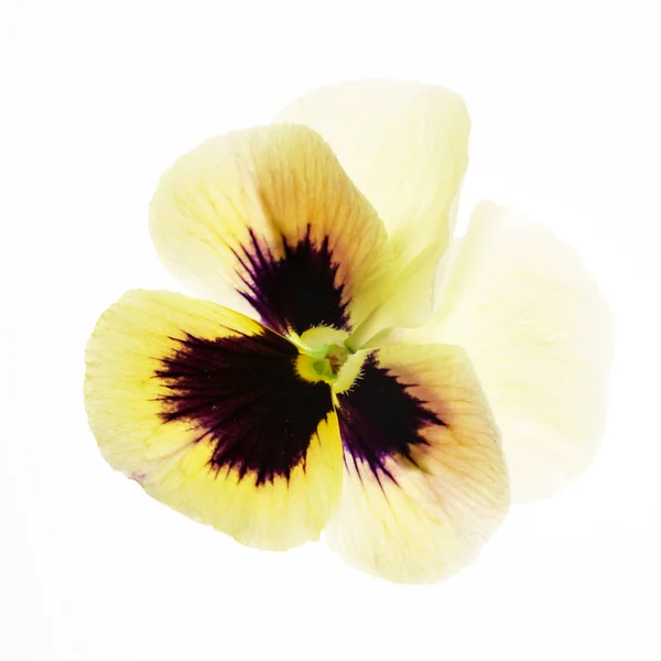 Viola Flower Isolated Close — Stock Photo, Image