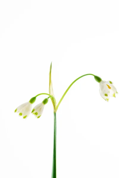 Flores Queda Neve Branco Close — Fotografia de Stock