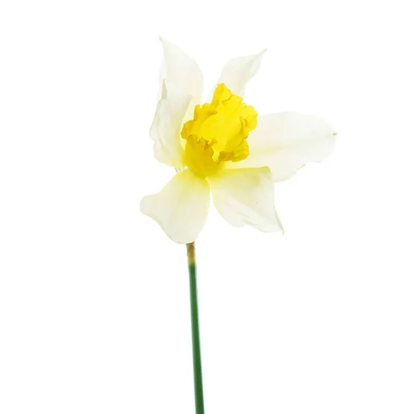 Φρέσκο Νάρκισσος Λουλούδι Κοντινό Πλάνο — Φωτογραφία Αρχείου