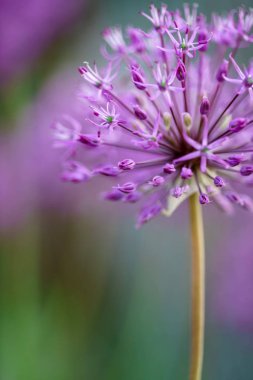 Güzel bahar çiçeği, yakın çekim.
