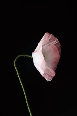 siyah arka plan üzerine haşhaş çiçek