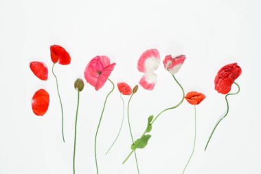 haşhaş çiçekleri beyaz, yakın çekim