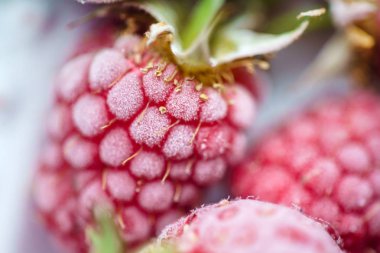 Olgun Dondurulmuş çilek yakın çekim