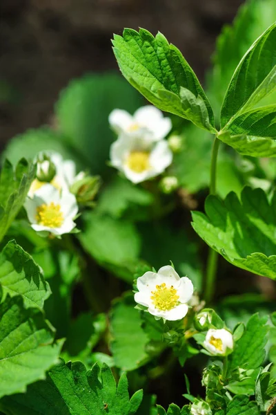 Strawberres Garden Close — Stock Photo, Image