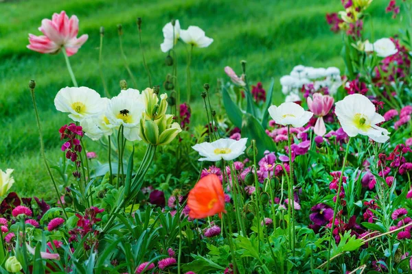 Flores Primavera Jardín Cerca — Foto de Stock