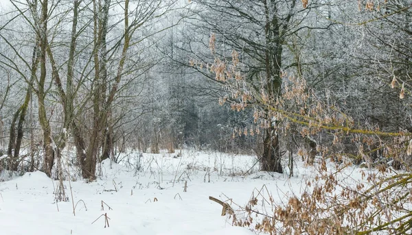 Vackra Vinter Skogen Träd — Stockfoto