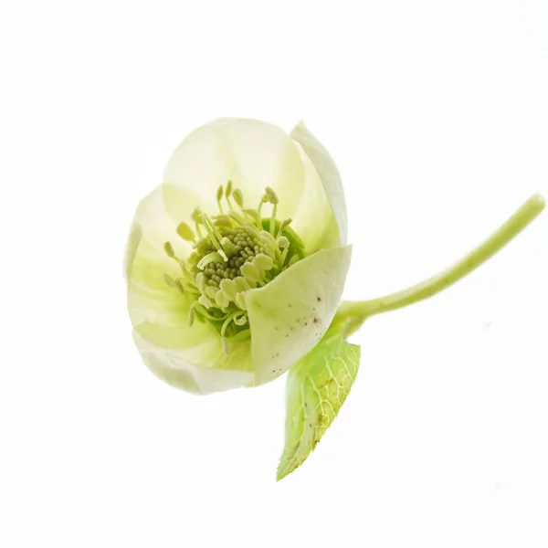 Hellebore Flower White Close — Stock Photo, Image