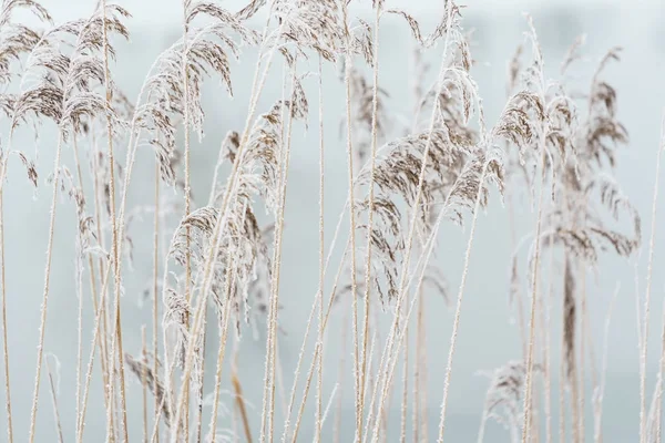 Schöne Winterpflanzen Aus Nächster Nähe — Stockfoto