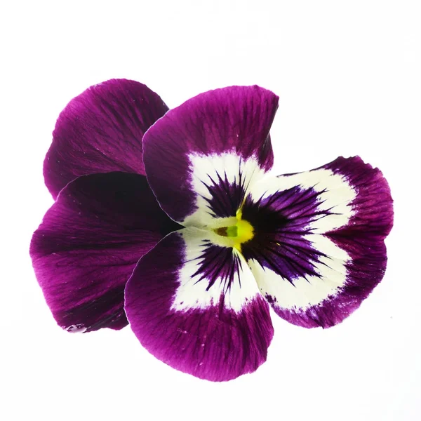Βιόλα Λουλούδι Απομονωμένες Κοντινό Πλάνο — Φωτογραφία Αρχείου