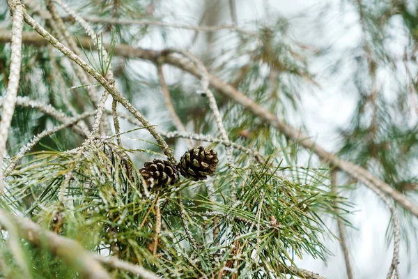 Belo Inverno Floresta Brunch Árvore — Fotografia de Stock