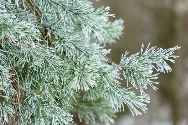 Bel Hiver Dans Forêt Brunch Aux Arbres — Photo