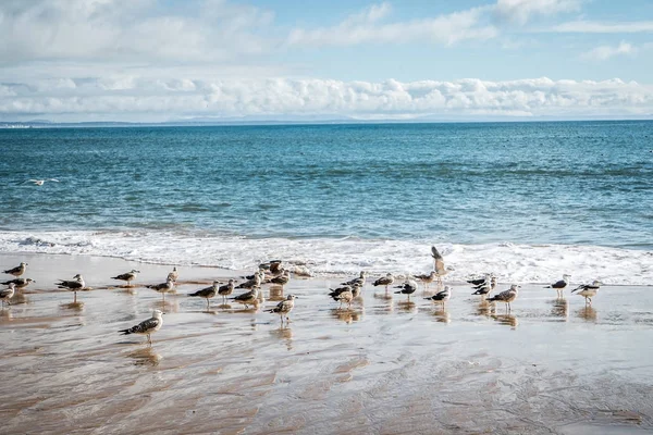 Seagulls Beach Close — Stock Photo, Image