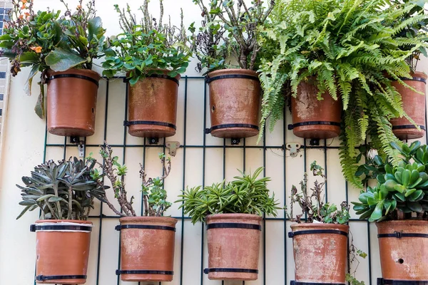 Yeşil Bitkiler Tencere Yakın Çekim — Stok fotoğraf