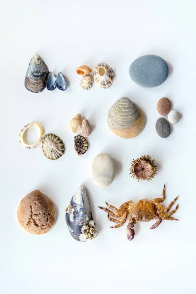 Collection Seashells White Background Close — Stock Photo, Image