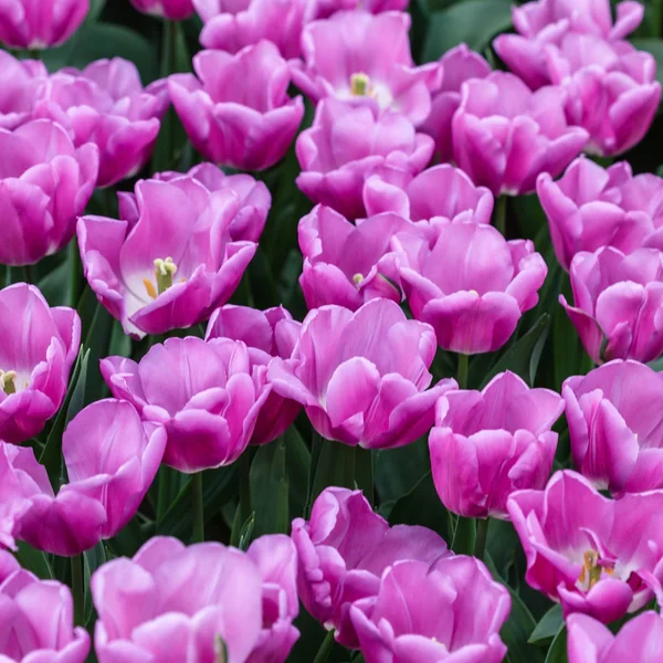 Hermosos Tulipanes Brillantes Campo Primavera — Foto de Stock