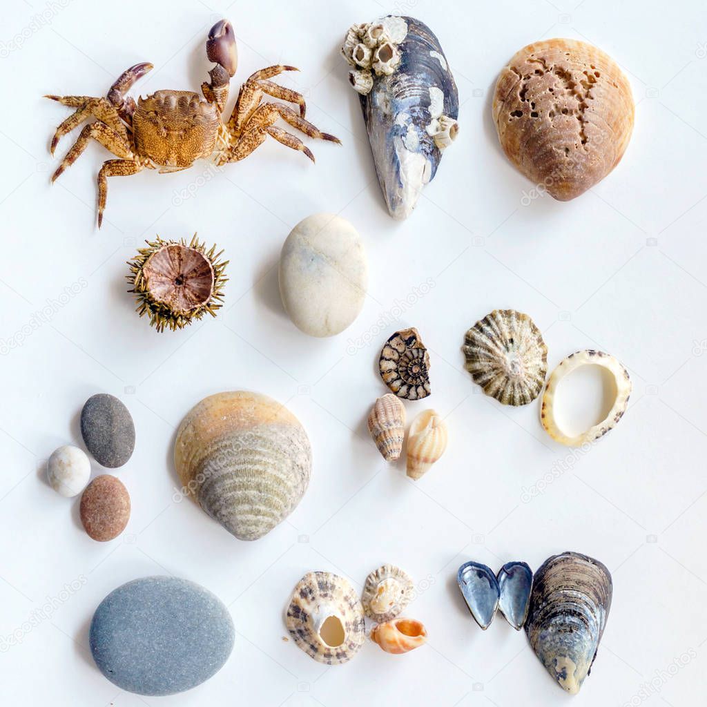 Collection of a seashells on white background, close up