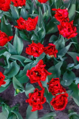 Bahar alan içinde güzel parlak laleler