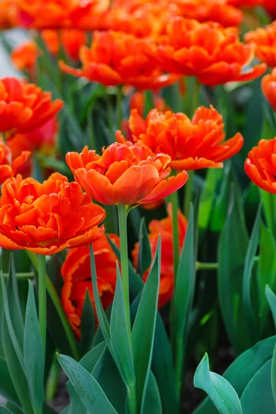 Hermosos Tulipanes Brillantes Campo Primavera — Foto de Stock