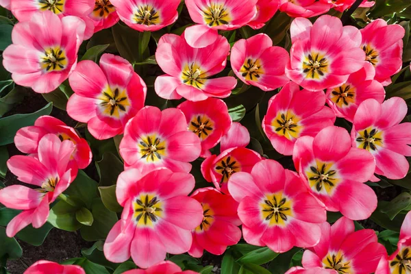 Bei Tulipani Lucenti Campo Primavera — Foto Stock