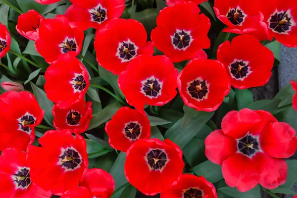 Красивые Яркие Тюльпаны Весеннем Поле — стоковое фото
