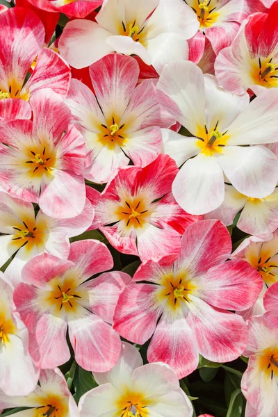 Szép Fényes Tulipán Mező Tavasszal — Stock Fotó