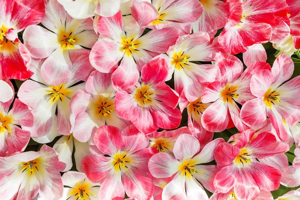 Schöne Helle Tulpen Frühlingsfeld — Stockfoto