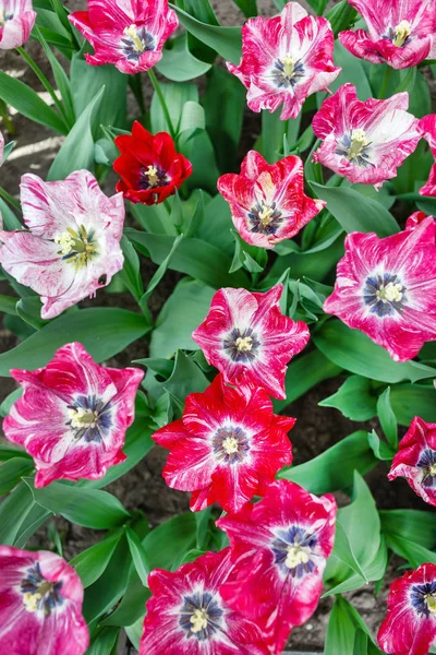 Bei Tulipani Lucenti Campo Primavera — Foto Stock