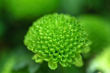 güzel bahar çiçekleri yakın çekim