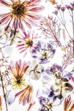 Beyaz arkaplanda kuru çiçekler