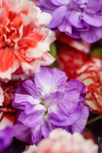 Bellissimi Fiori Primaverili Vicino — Foto Stock