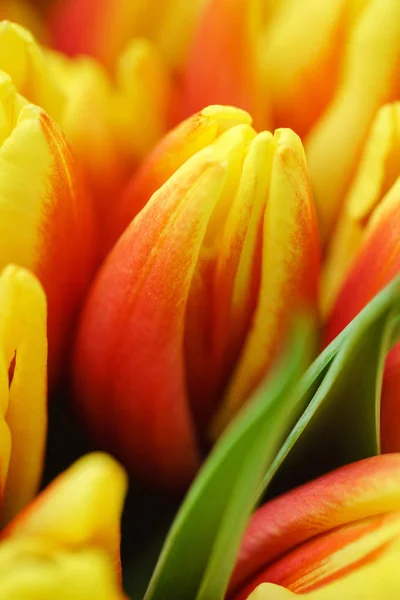 美しい春の花のクローズ アップ — ストック写真