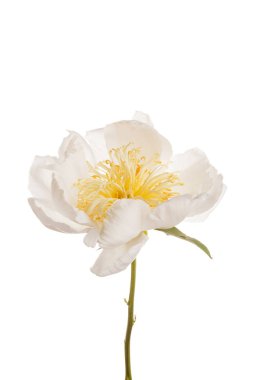 Beyaz Şakayık çiçeği yakın çekim